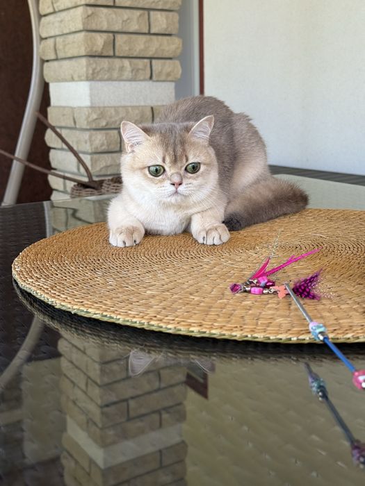 Британське кошеня