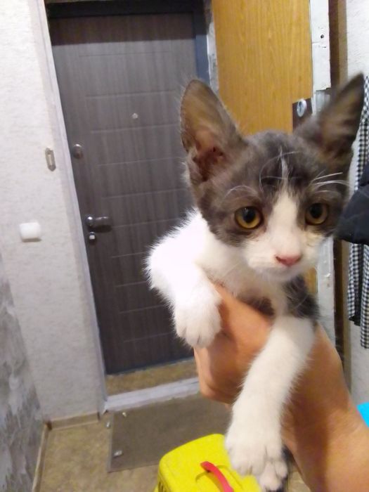 Маленькие котята