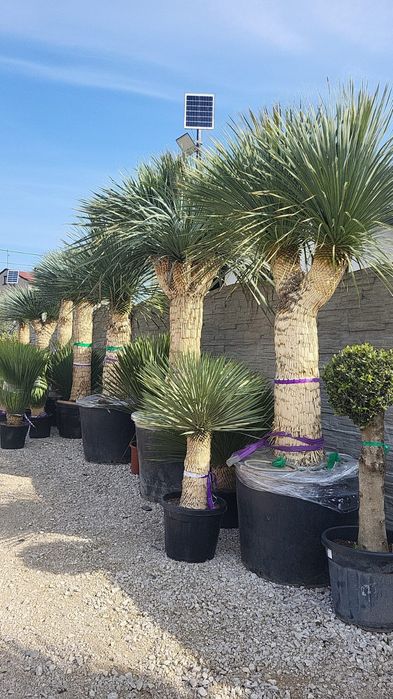 Yucca rostrata MULTIHEAD Wieloglowa. Yuca rostrata