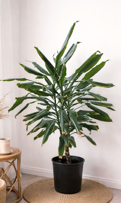 Dracena 1 m wysokość