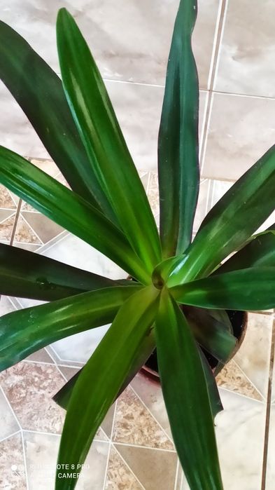 Традесканция РЕО