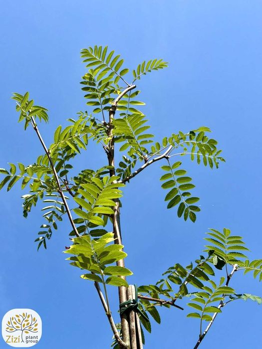 jarząb pospolity, Sorbus aucuparia Wettra, jarzębina obwody 5-12cm
