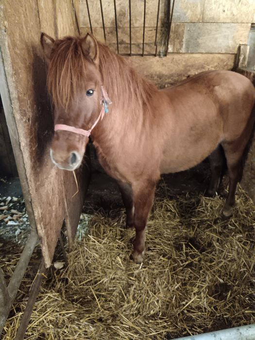 Sprzedam konika polskiego