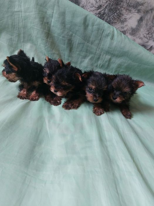 Гарантированно мини йоркширского терьера !