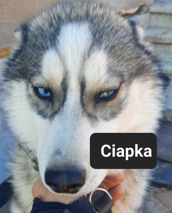 Suczka z rodowodem