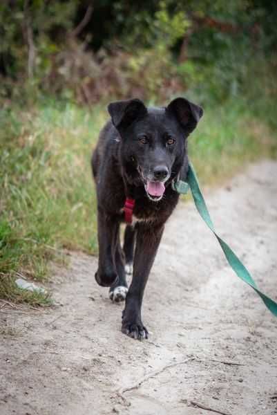 Przyjazna i łagodna Lusia szuka domku