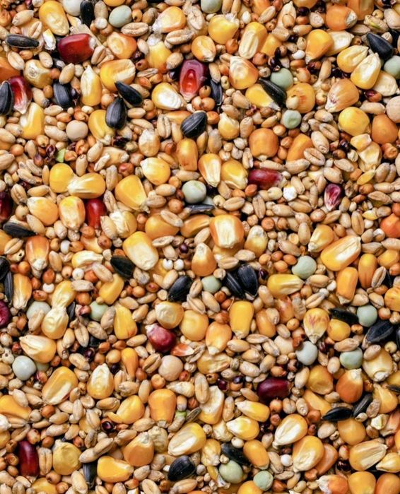 Karma dla ptaków ziarno nasiona