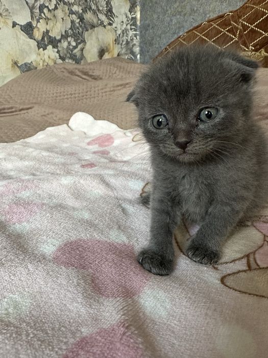 Чудові кошеннятка