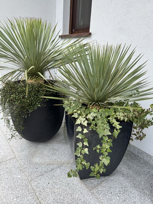 Juka Rostrata Yucca Rostrata 85 cm