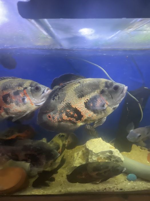 Ciclídeos americano