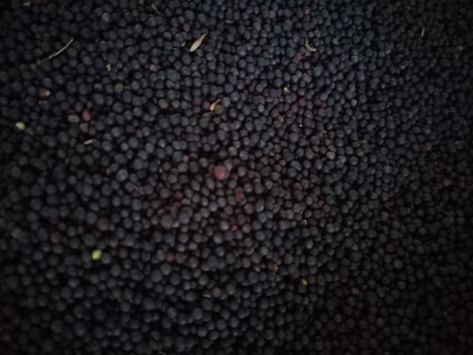 1 kg BRUKIEW Nasiona Karpiel, Kwaki, pasza,poplon, kiełki