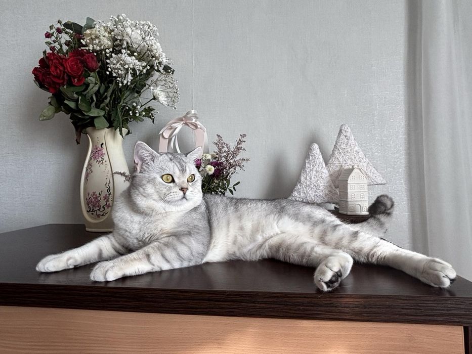 Вязка з шотландським котом