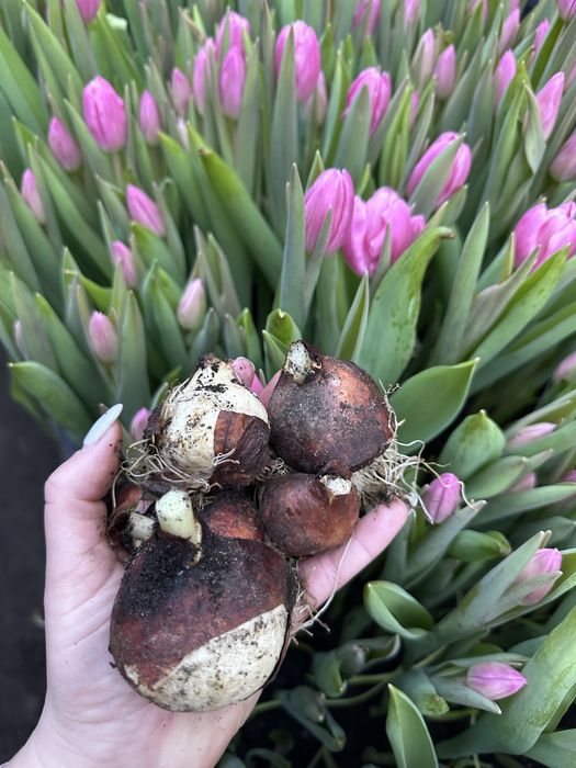 Цибулини після зрізу