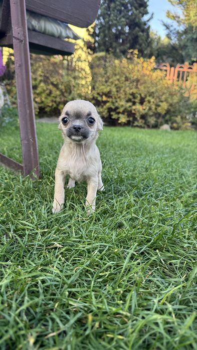 Suczka chihuahua xxs