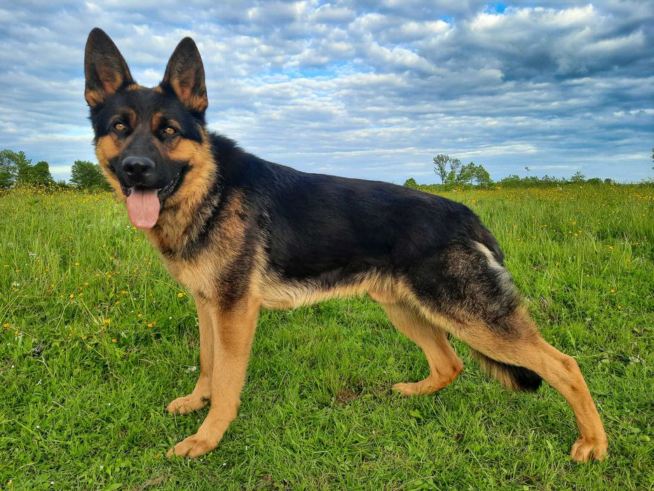 Німецька вівчарка в'язка робочий кобель - з документами