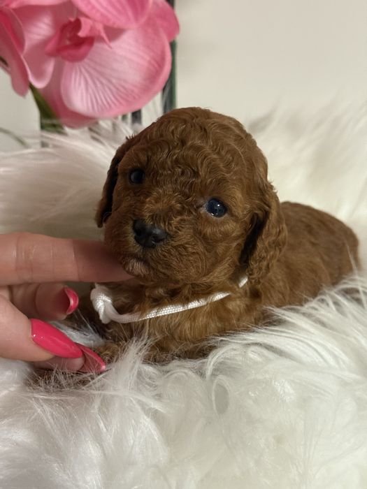 Cavapoo F1b suczka