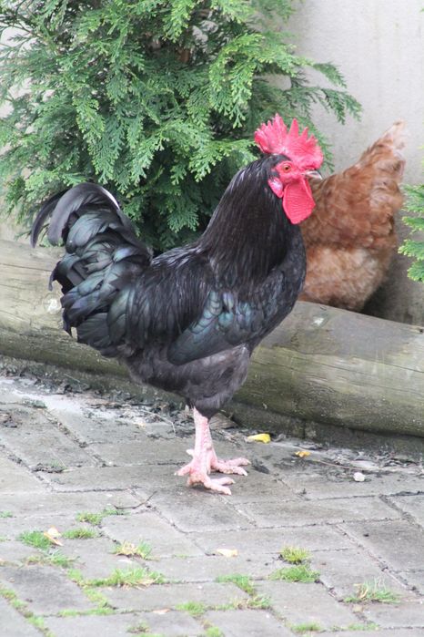 Garnizo de  Crista Rosa (Coroa)