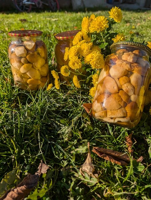 Продам мариновані голубінки та опеньки