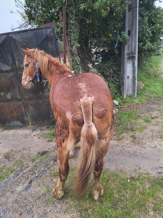 Cavalinho bretão pra venda