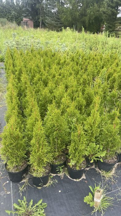 Tuja thuja szmaragd 70 - 100 cm