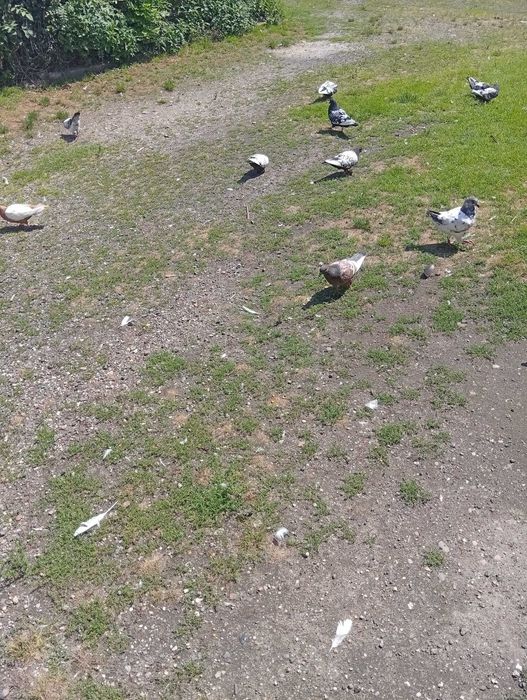 Sprzedam Gołebie Ozdobne