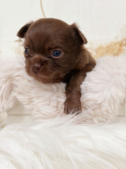 Chihuahua * czekoladowy * długowłosy