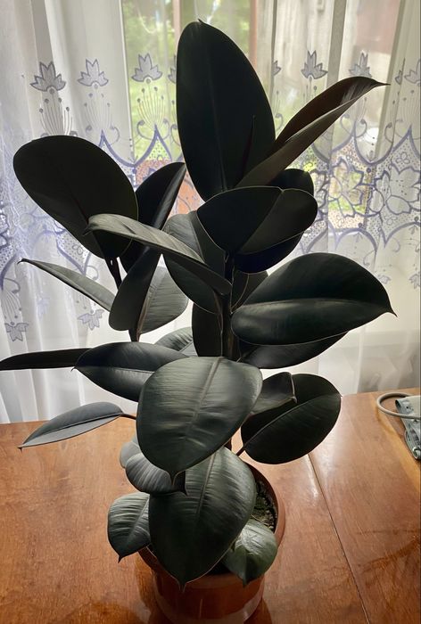 Продам фікус на дві гілки