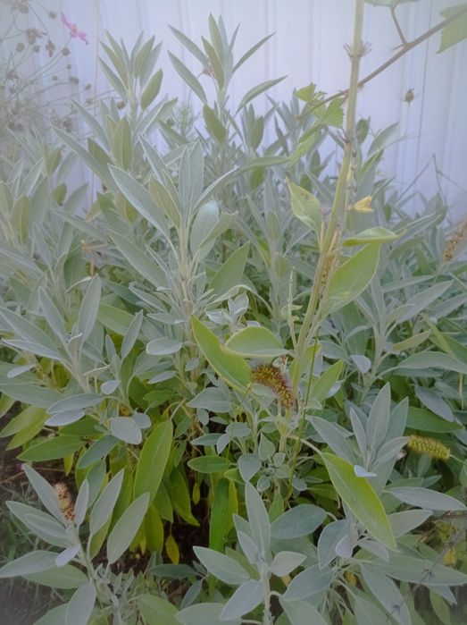 Шавлія лікарська ,хвощ польовий,звіробій