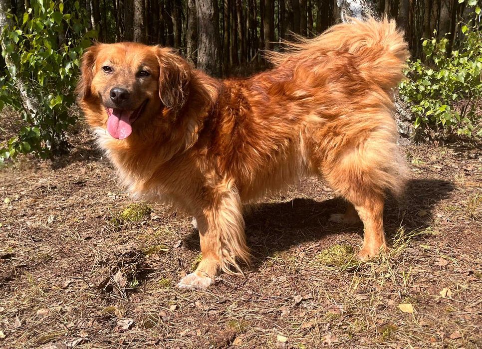 PUSZEK w schronisku w lututowie