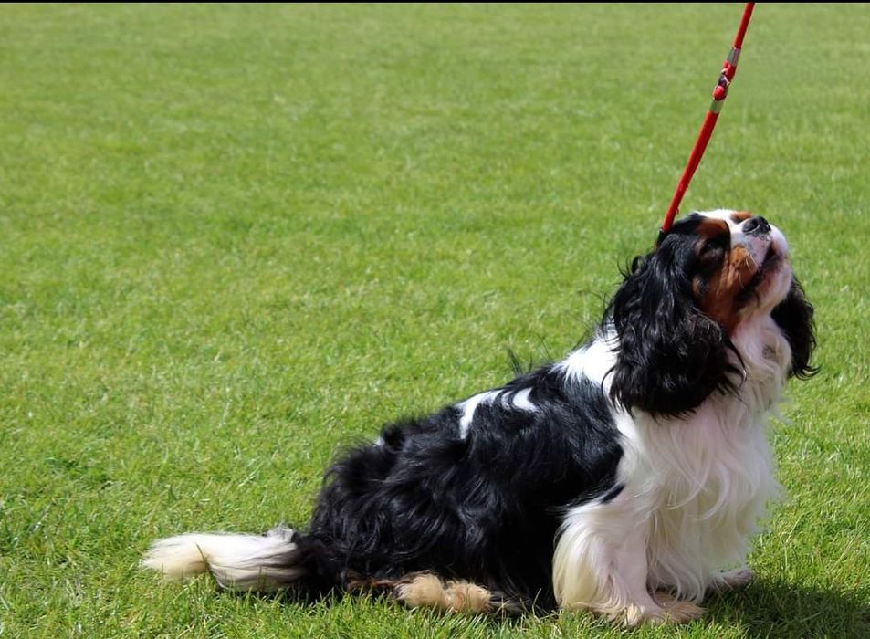 Reproduktor krycie Figo masci TRI color  Ruby Cavalier King Charles sp