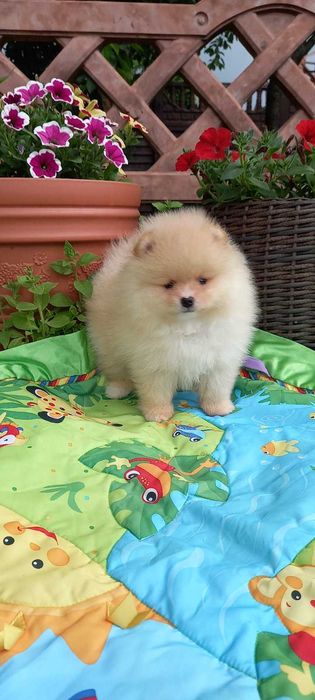 Мальчик кремовый померанчик.