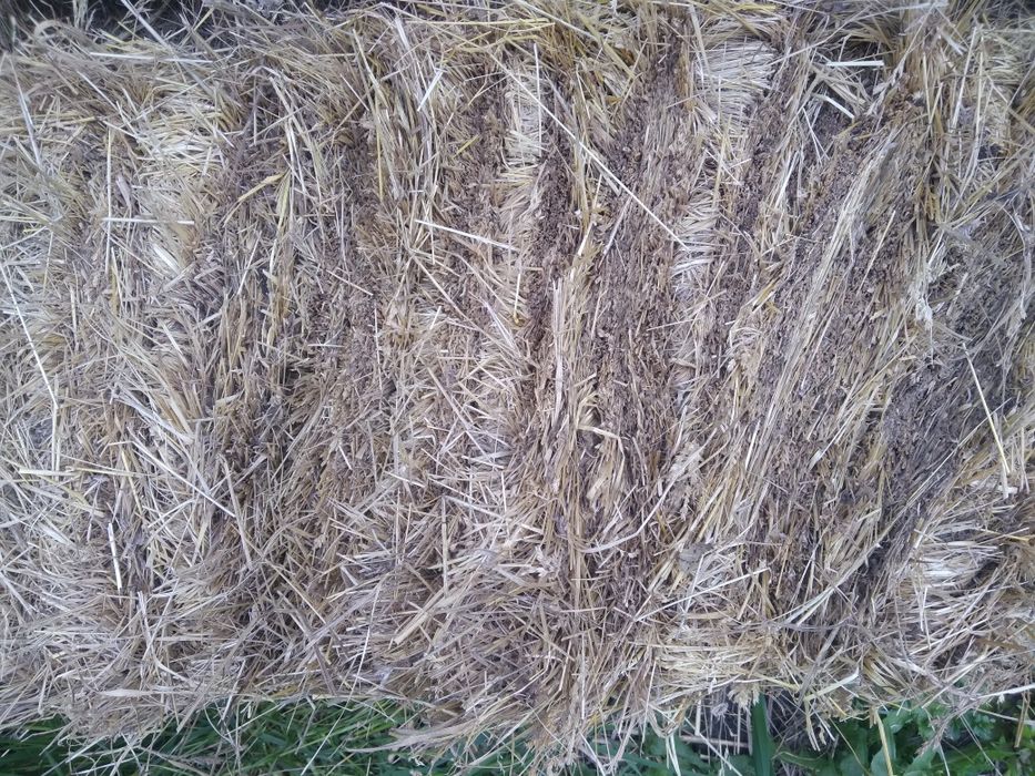 Продам сіно 2025 р. в тюках