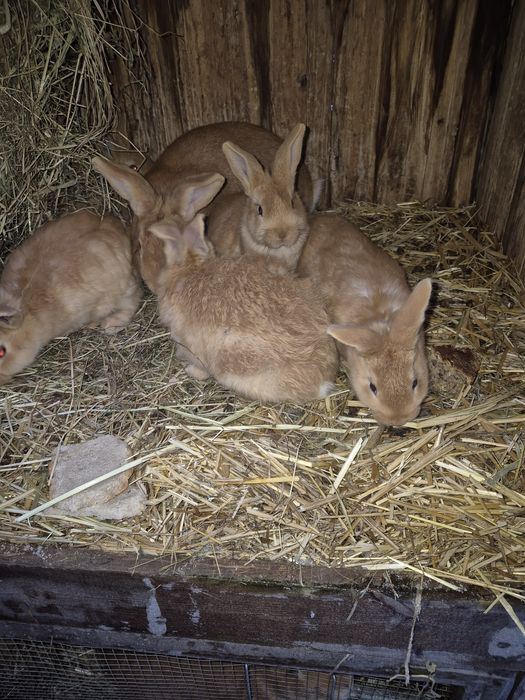 młode -odsadki burgundzkie.
