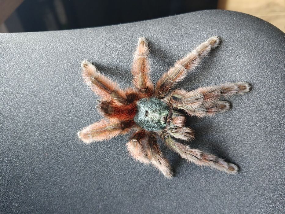Caribena versicolor dorosła samica