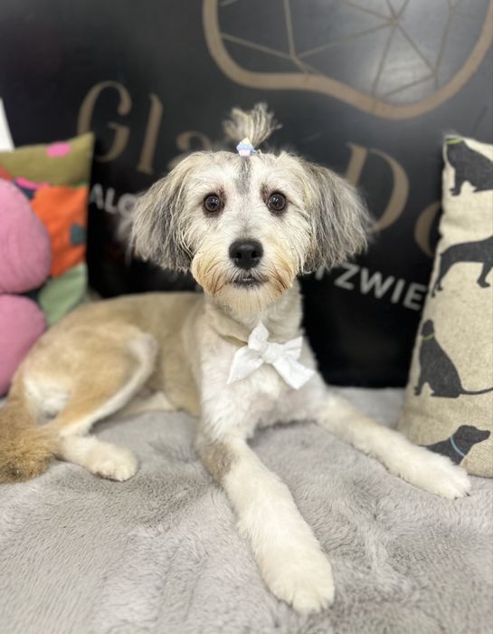 Oddam pieska w dobre rece