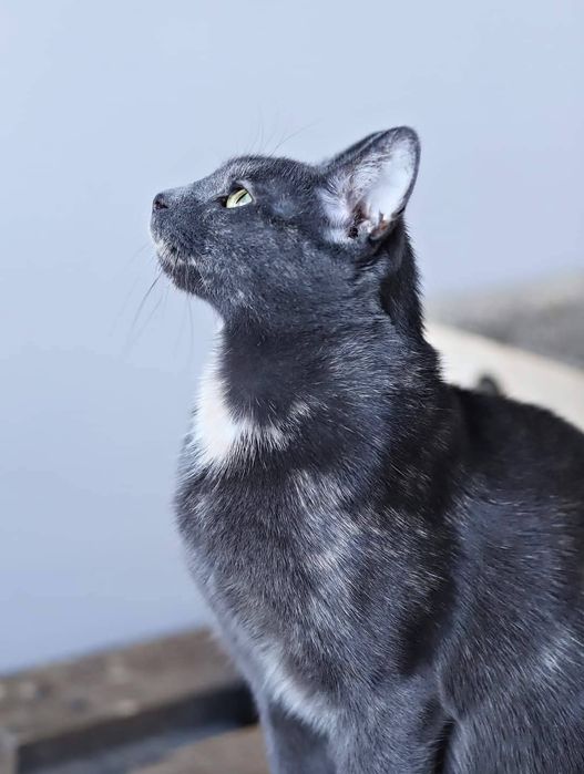 Pola i Żbiś domu wspólnego poszukują.