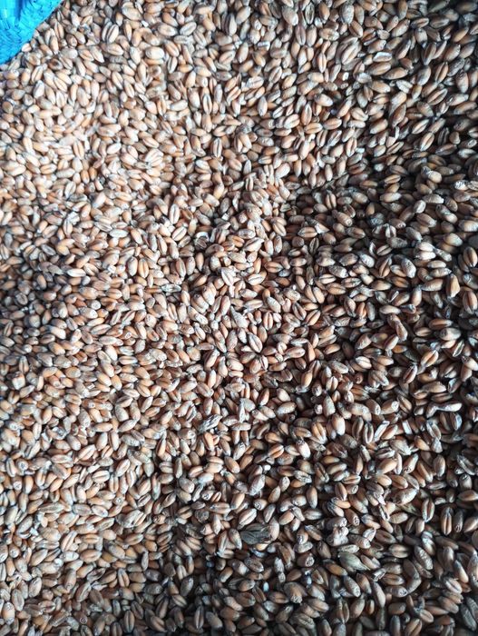 Pszenica ozima euforia