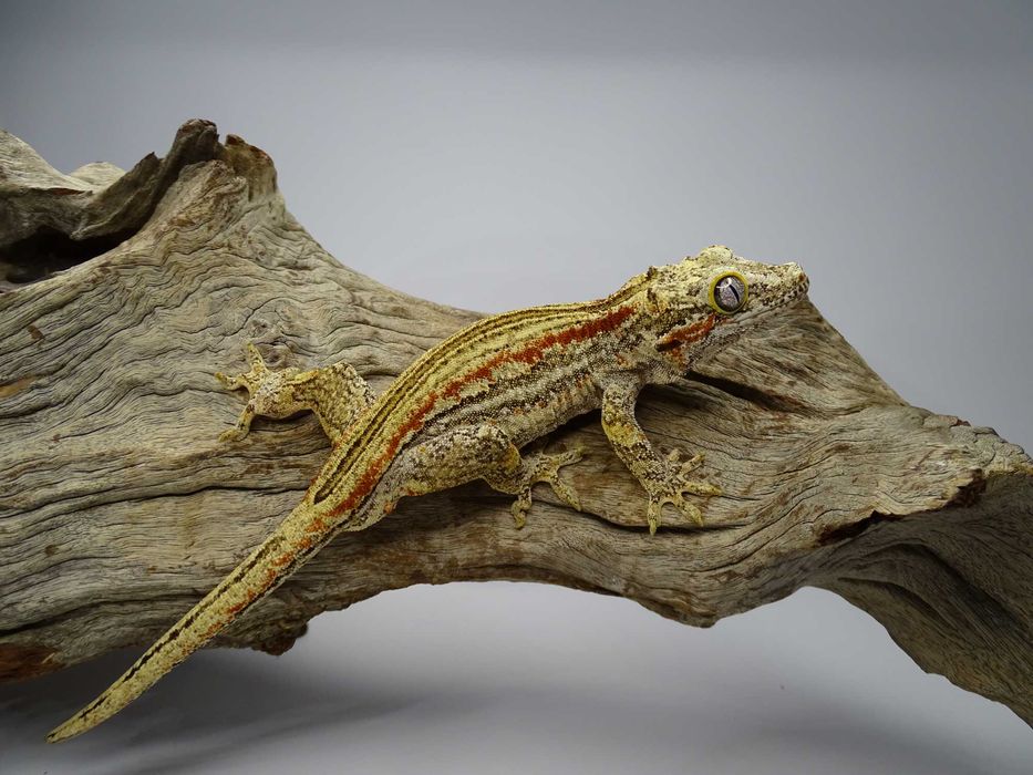 Gekon samiec Orange Stripe