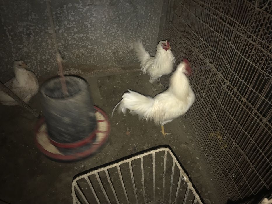 Coquichos 5