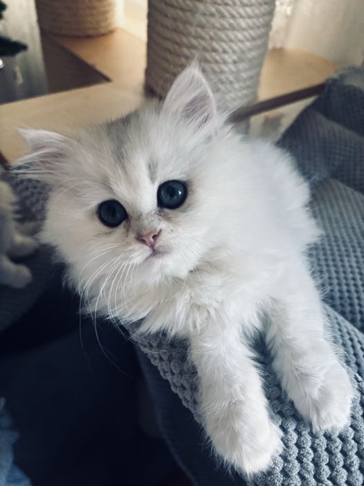 Kotka szkocka długowłosa kot kocięta