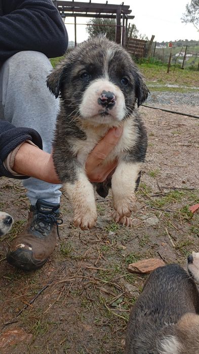 Rafeiros Alentejanos