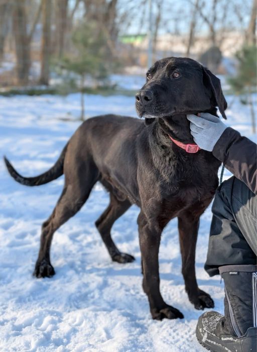 Wyjątkowy psiak Fryc w typie labradora szuka domu!