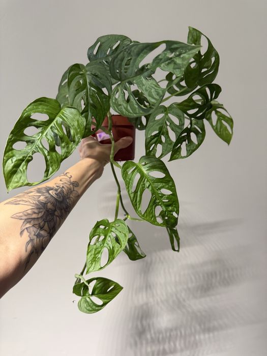 Епіпремнум Марбл Пленет, філодендрон Halo, Лемон Лайм, Бразіл, Міканс