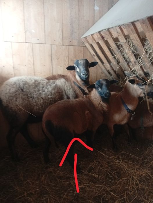 Sprzedam Barana Barbados