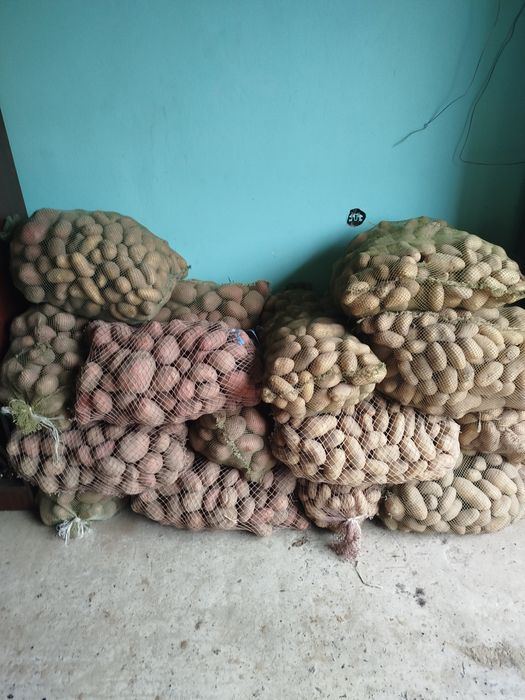 Продам картоплю картошку бульбу. Сорт біла роса і гренада.