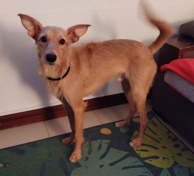 Alf, um Podengo Português para adopção responsável.
