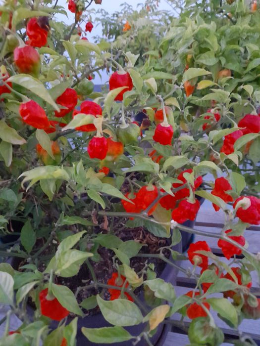 NINGUÉM MERECE - Molho Picante