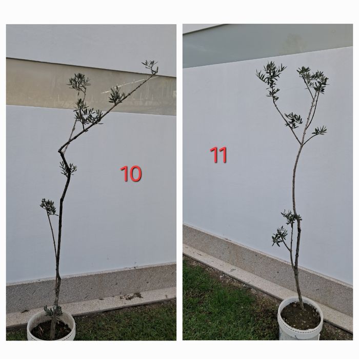 Oliveiras para jardim - vários tamanhos
