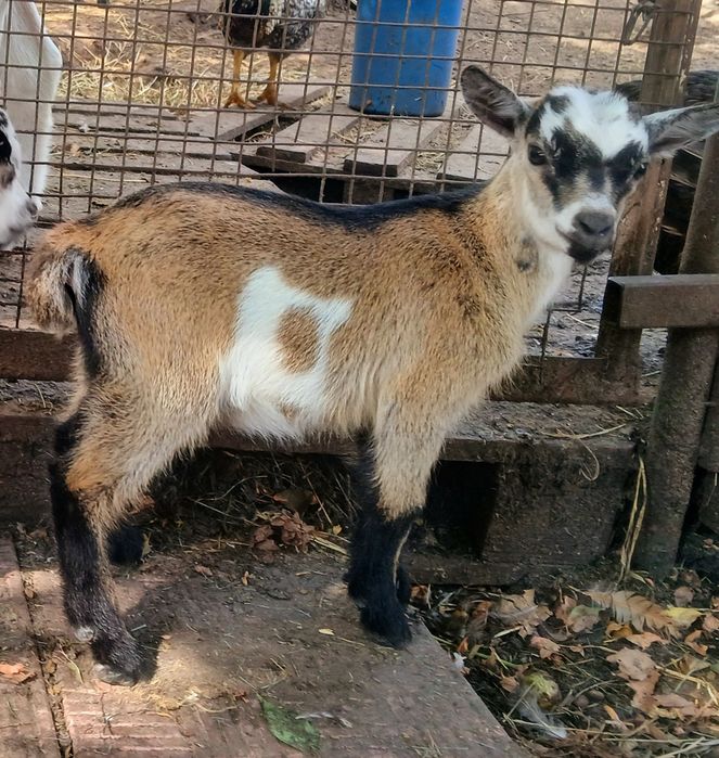 Козлята камерунские 31.07.25