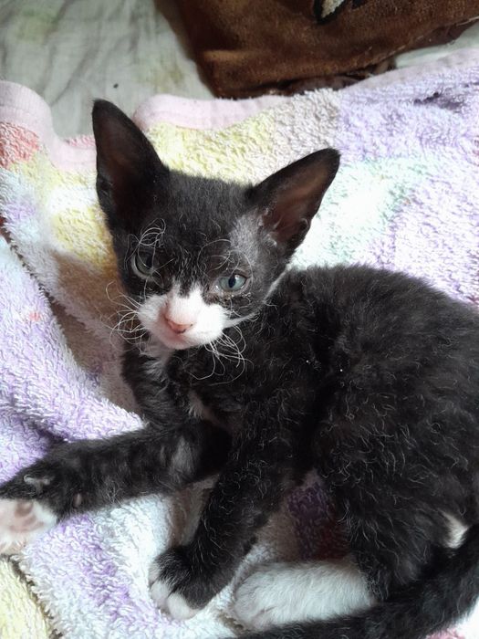 Продам котенка порода Девон  рекс